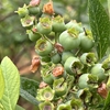開園まで約１ヶ月　実が膨らんできました
