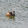 大高緑地の野鳥