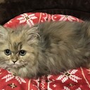たくてんのブログ