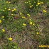 春といえば黄色の花－242．オヘビイチゴ－