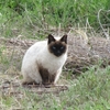 ３月のファミリー公園の猫たち