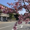 いつもの日常20250320【春分の日】