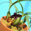 Maxillaria schunkeana