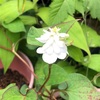 八重咲のドクダミ。
