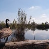 湿地帯保護区、今回は鴈に接近しました。　～Torrance Madorona Marsh