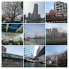 大岡川お花見クルーズ🌸25日(月)残念ながらまだ三分咲き😅