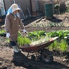 シェア畑がはやってるらしい