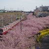 みさきまぐろきっぷで三浦半島、満開の川津桜の欲張り旅