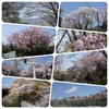 青空が一番　　　　〜これぞ春　ようやくの青空〜