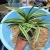 夏の植え替え～綾風