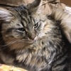 ウチのニャンコは腎臓奇形😱猫の腎臓病のお話とペット保険❣️