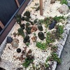 阪神西宮｜焼き鳥専門店「鳥半阪神西宮店」の前の多肉植物🌵