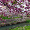平田川桜の通り抜け
