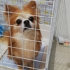 保護犬コスモの成長日記６月《怖がり犬専門のドックトレーナーに相談編》