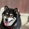 老犬ホームあん｜新人さん ゆず^^