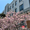 141年の歴史を誇る「造幣局 桜の通り抜け」