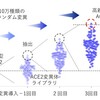 高親和性ACE2