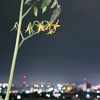 星が見えない七夕の夜