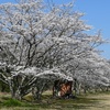 蒼天と桜