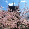 【京都】『東寺』に行ってきました。 京都花 桜 梅