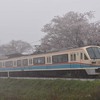 桜　長谷野駅　 （近江鉄道）