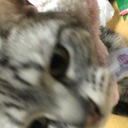 戌年だけど猫派です