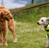 犬のボディランゲージを見る訓練を始めましょう