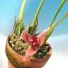 Maxillaria desvauxiana