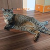 給付金をあてにして猫様用品を買う