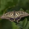 西大山の蝶（２０１３　０９０８）