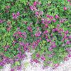 ６年間ほぼ枝先しか切らなかったヤクシマハギが花を咲かせなくなり禿山になる。