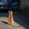 隣市住宅街のねこさん