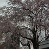 奈良「吉野山の桜」～ちょっと、早かった( ´艸｀)～