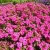 やまぐちフラワーランドの花木風景（6）：山口県柳井市