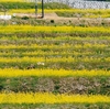 奈良県立万葉文化館前の菜の花（４月上旬～中旬）