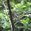 靭公園でも春の渡り真っ只中(靭公園探鳥2018/04/15-2018/04/19)