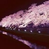 野川の桜*ライトアップ
