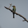 チャガシラハチクイ(Chestnut-headed Bee-eater)など