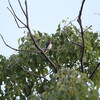 オオルリ・ヤブサメ・サンコウチョウ(大阪城野鳥探鳥 2017/09/09 5:10-12:15)