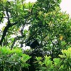 消えたはずの巣。