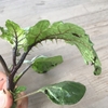6月5日