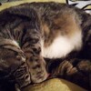 猫になりたい次男末っ子…桜井海さんの『おじさまと猫』感動作1話～5話 番外編1話～5話
