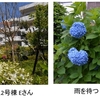 鴨志田西団地風景写真（春～初夏編）募集の件