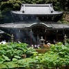 三室戸寺の蓮2020、見頃や開花状況。