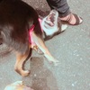 向山雄治さんの愛犬よんくろちゃんを預かるの巻＼(^o^)／