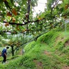 初めての梨狩り。下関市豊田町、山野農園。
