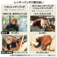 ネパールレッサーパンダのいる動物園は 飼育展示動物園とネパールレッサーパンダ情報まとめ アリエスコム Ariescom