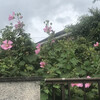 芙蓉