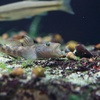 シマヨシノボリ Rhinogobius nagoyae