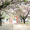 八重桜